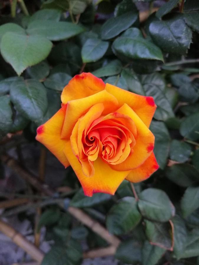 Cottage Rose Беладжо Екстериор снимка